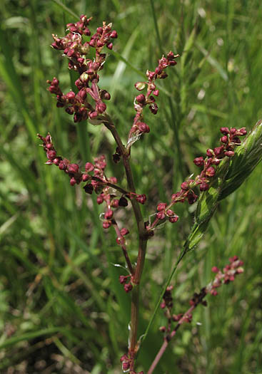 Detailed Picture 3 of Sheep Sorrel