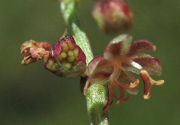 Detailed Picture 1 of Sheep Sorrel