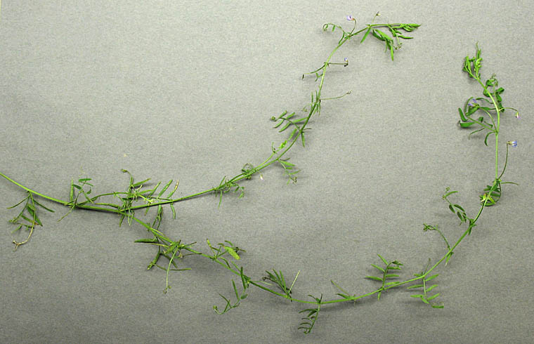 Detailed Picture 6 of Slender Vetch
