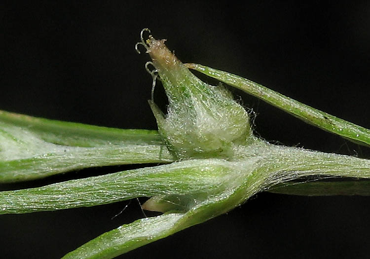 Detailed Picture 1 of Narrowleaf Cottonrose