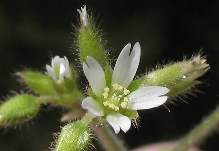 Detailed Picture 1 of Mouse-eared Chickweed