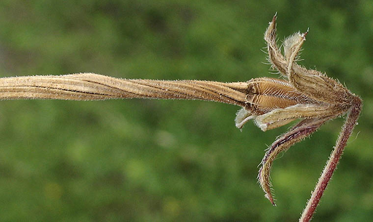Detailed Picture 8 of Long-beaked Filaree