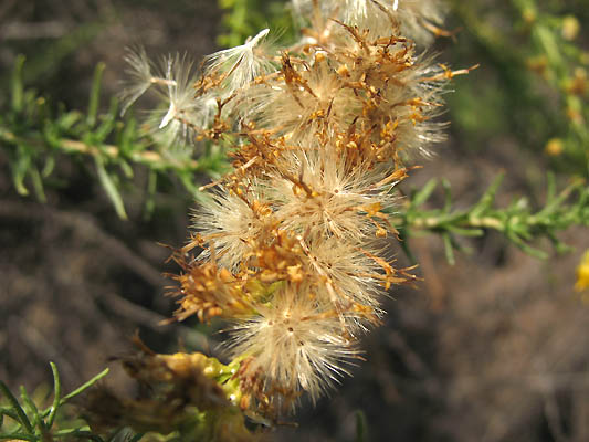 Detailed Picture 6 of Palmer's Goldenbush