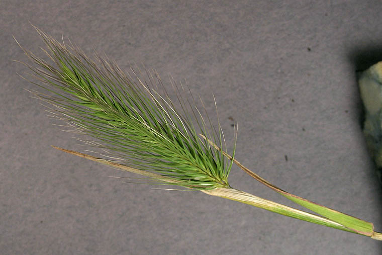 Detailed Picture 1 of Mediterranean Barley