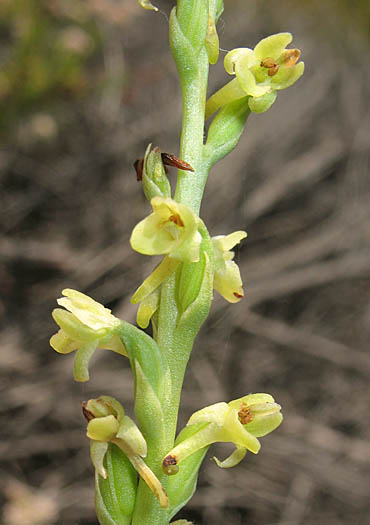 Detailed Picture 3 of Chaparral Rein Orchid
