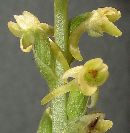 Detailed Picture 1 of Chaparral Rein Orchid
