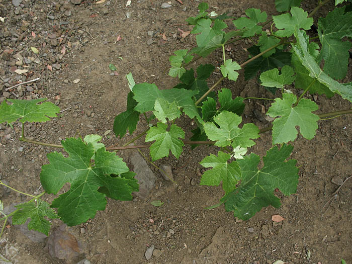 Detailed Picture 4 of Cultivated Grape