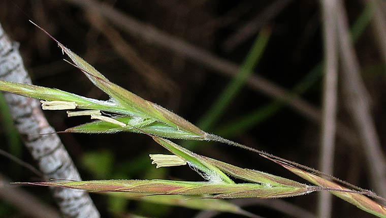 Detailed Picture 1 of Woodland Brome