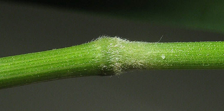 Detailed Picture 8 of Woodland Brome