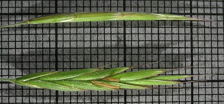 Detailed Picture 4 of Woodland Brome