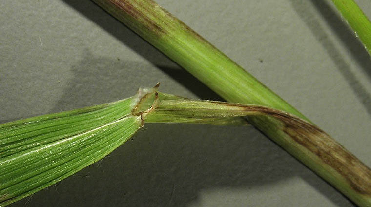 Detailed Picture 6 of Woodland Brome