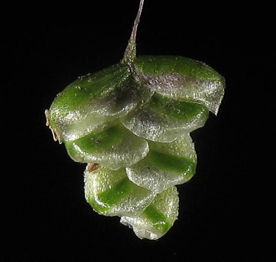 Detailed Picture 1 of Annual Quaking Grass