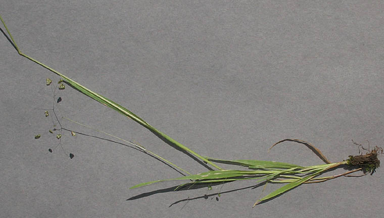 Detailed Picture 3 of Annual Quaking Grass