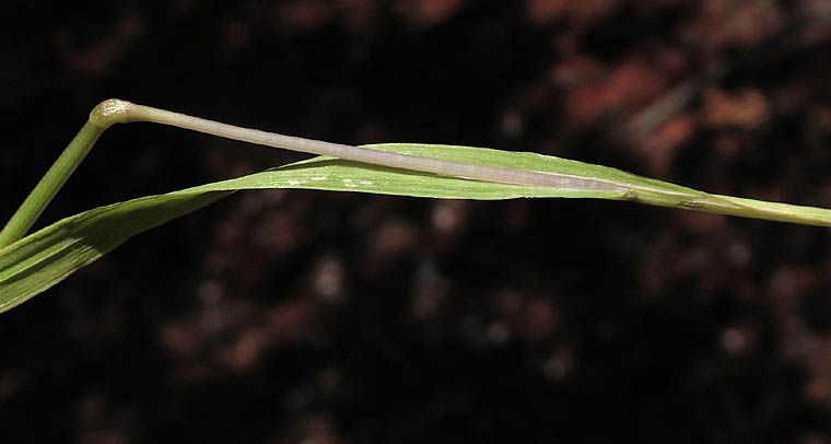 Detailed Picture 4 of Annual Quaking Grass