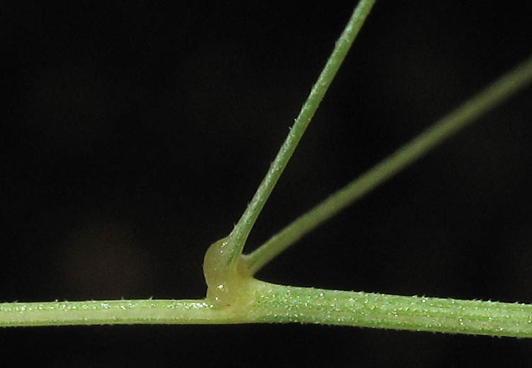 Detailed Picture 6 of Annual Quaking Grass
