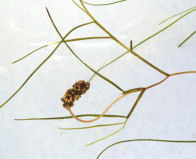 Detailed Picture 2 of Fennel-leaf Pondweed