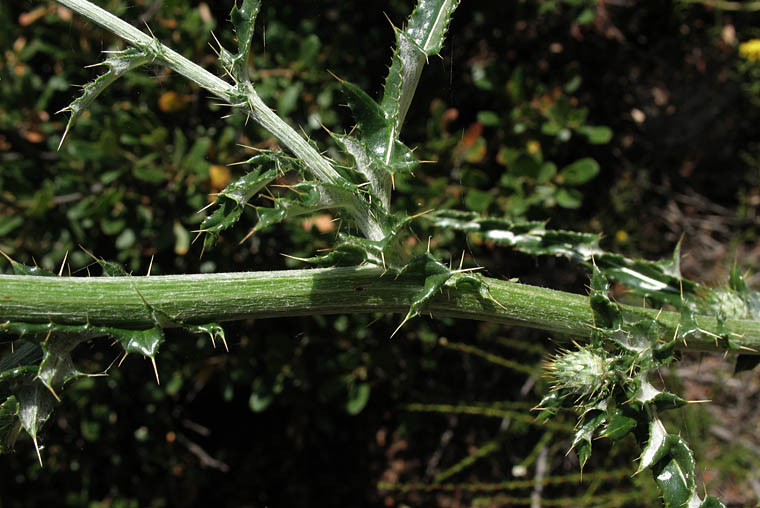 Detailed Picture 6 of California Thistle