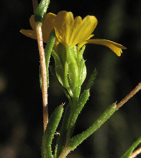 Detailed Picture 3 of Slender Tarweed