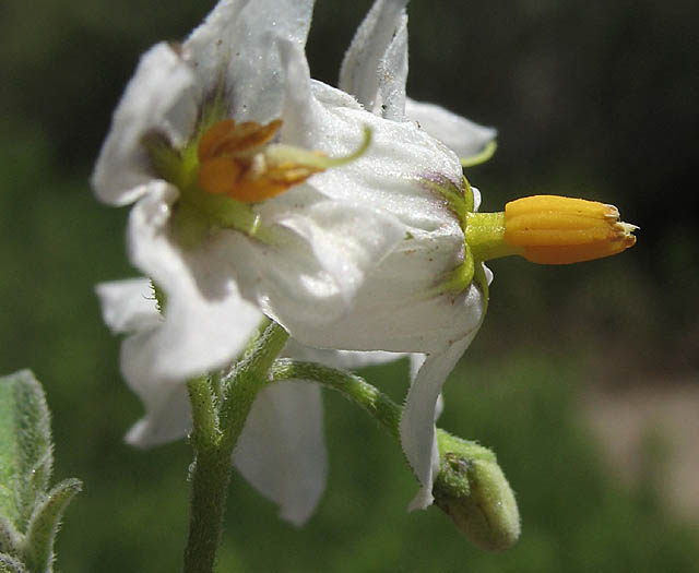 Detailed Picture 2 of White Nightshade