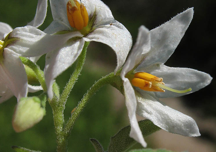 Detailed Picture 1 of White Nightshade
