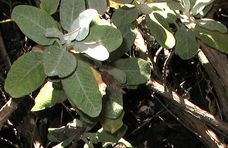 Detailed Picture 5 of Santa Catalina Island Buckwheat