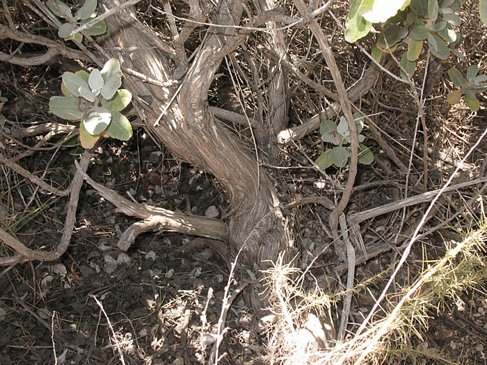 Detailed Picture 6 of Santa Catalina Island Buckwheat
