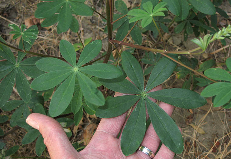 Detailed Picture 7 of Broad-leaved Lupine