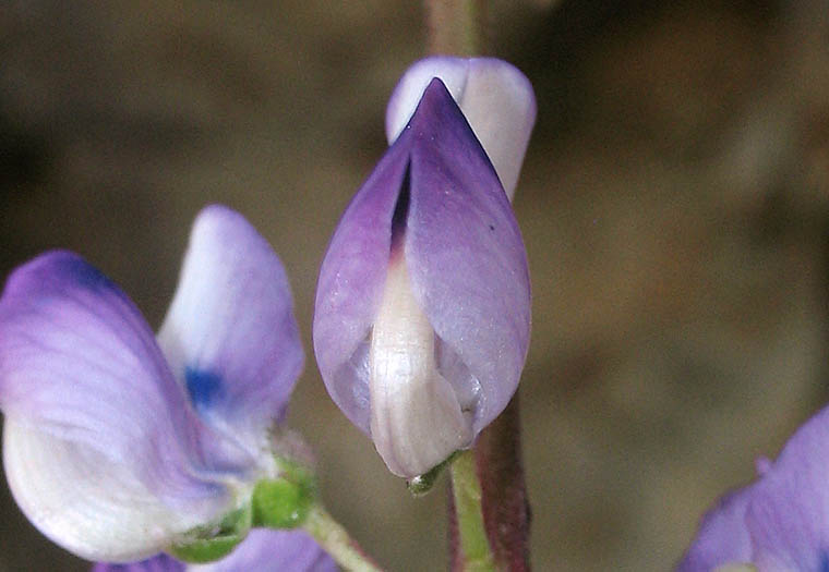 Detailed Picture 3 of Broad-leaved Lupine