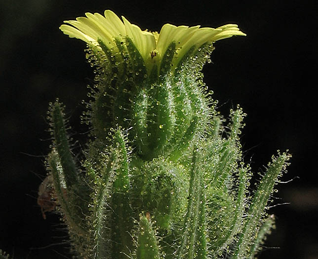 Detailed Picture 2 of Coast Tarweed