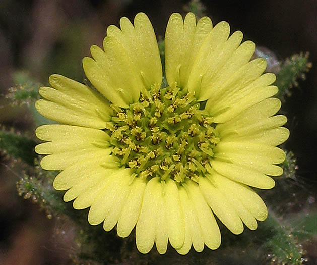 Detailed Picture 1 of Coast Tarweed