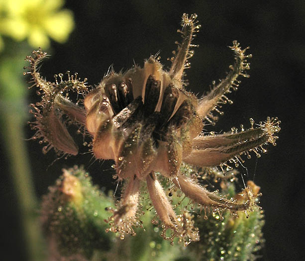 Detailed Picture 7 of Coast Tarweed