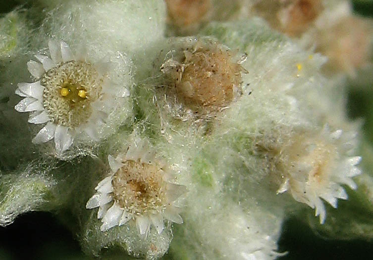 Detailed Picture 1 of Lowland Cudweed
