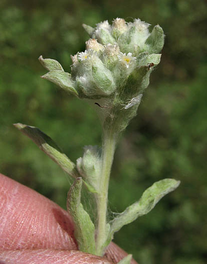 Detailed Picture 3 of Lowland Cudweed