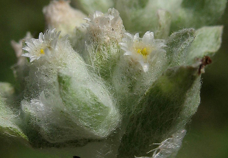 Detailed Picture 2 of Lowland Cudweed