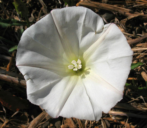 Detailed Picture 1 of Wild Morning Glory