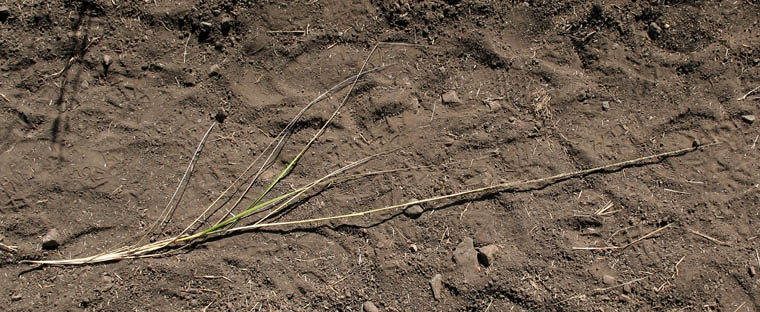 Detailed Picture 5 of Deergrass
