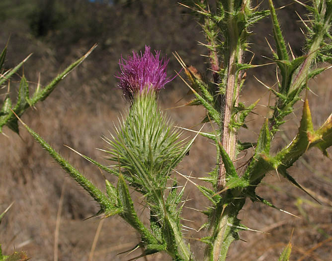 Detailed Picture 2 of Bull Thistle