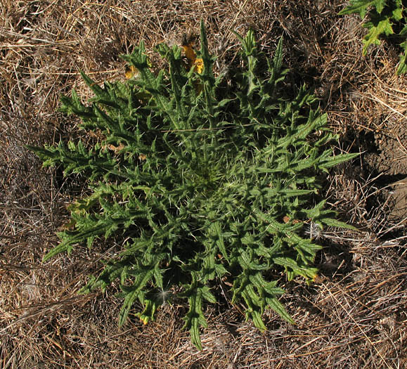 Detailed Picture 5 of Bull Thistle