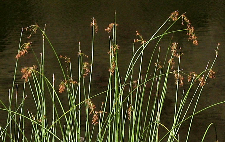 Detailed Picture 5 of California Bulrush