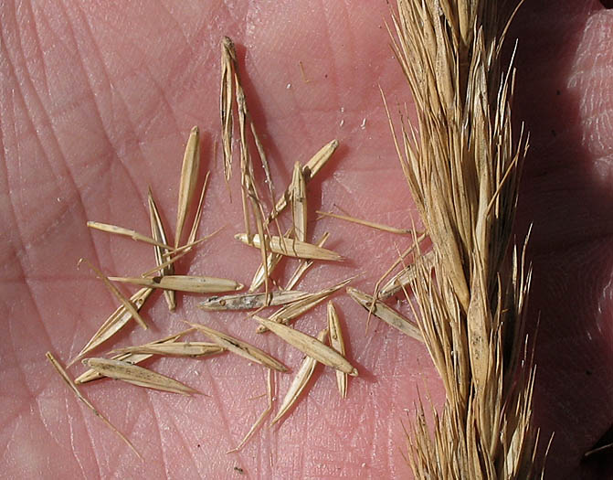 Detailed Picture 9 of Giant Wild Rye