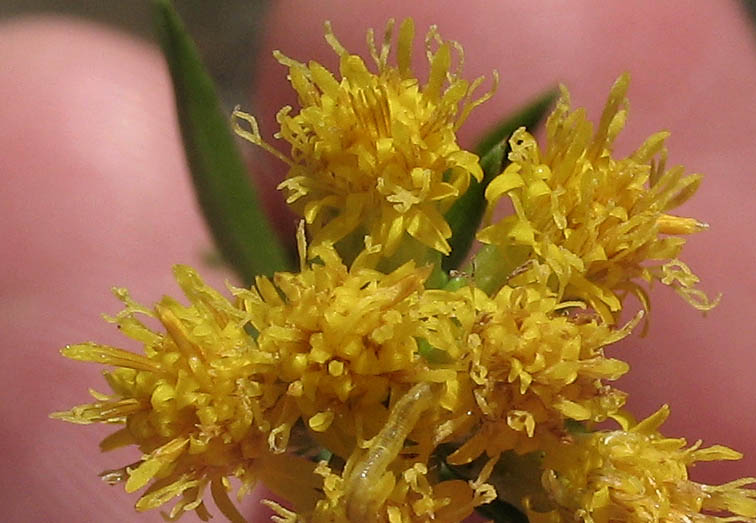 Detailed Picture 1 of Western Goldenrod