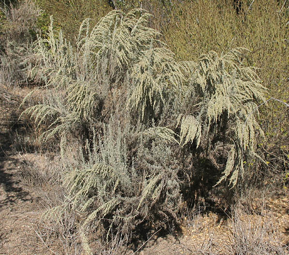 Detailed Picture 4 of Mojave Sagebrush