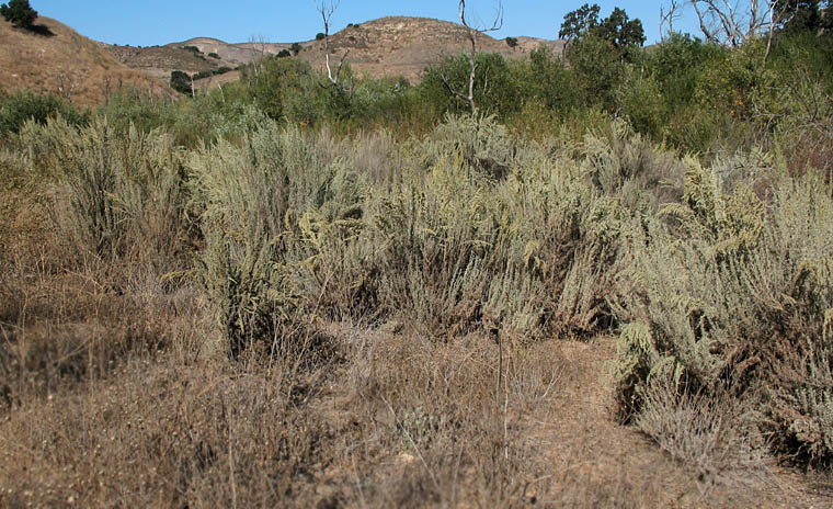 Detailed Picture 5 of Mojave Sagebrush