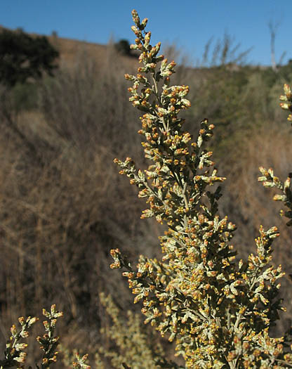 Detailed Picture 3 of Mojave Sagebrush