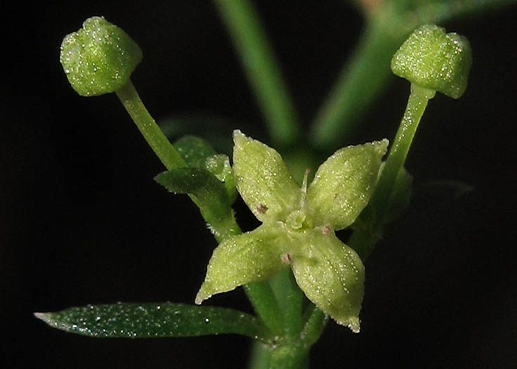 Detailed Picture 1 of Narrow-leaved Bedstraw