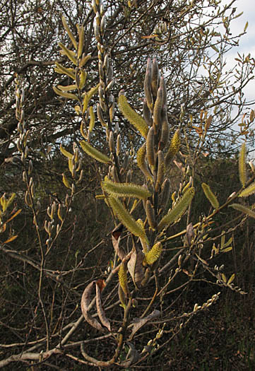 Detailed Picture 9 of Arroyo Willow