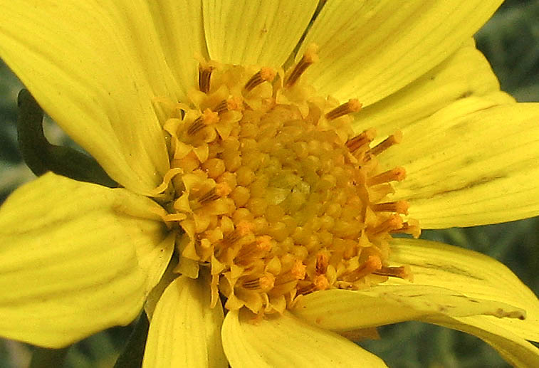Detailed Picture 2 of Giant Coreopsis