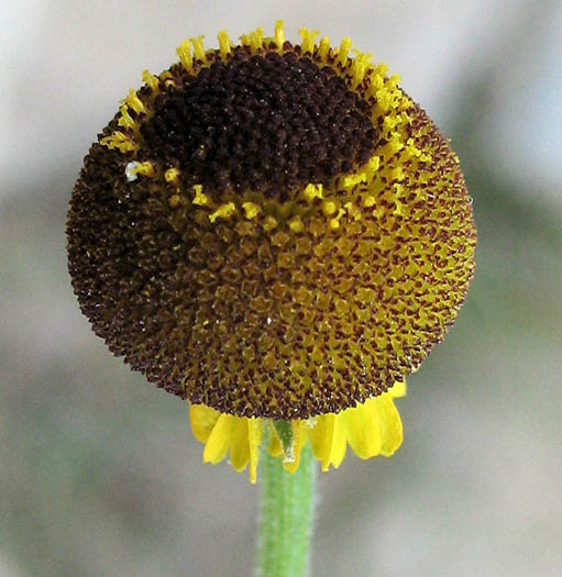 Detailed Picture 1 of Sneezeweed