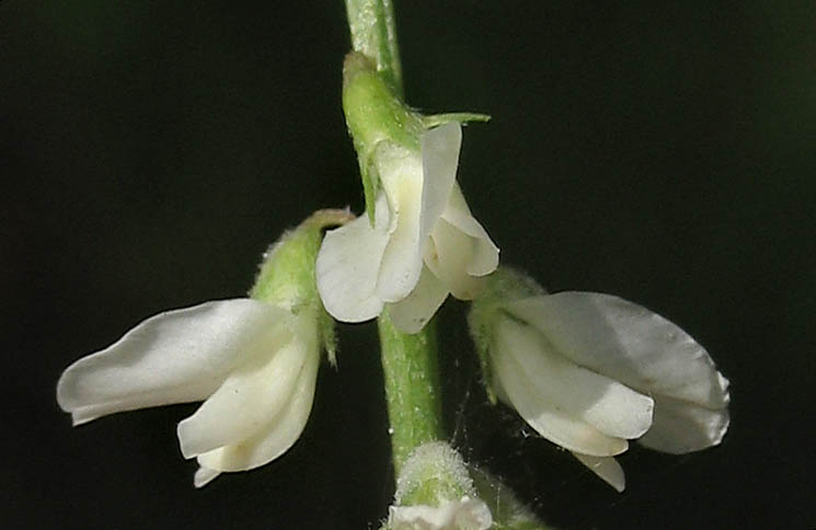 Detailed Picture 1 of White Sweet Clover