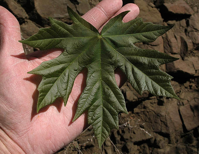 Detailed Picture 9 of Big-Leaf Maple